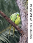 Rose Ringed Parakeets courtship as the male tries to woo the female, photographed from a safe distance with a long telephoto at Bharatpur, Rajasthan