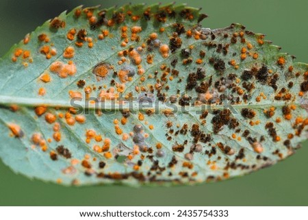 Rose rust, Phragmidium mucronatum, pustules (urediospores, teliospores) formed on the lower leaf surface of an ornamental rose tree in summer.