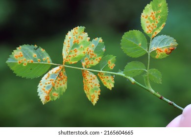 Rose rust, Phragmidium mucronatum, tuberculatum bulbosum. Pustules (urediospores, teliospores) formed on the lower leaf surface of an ornamental rose tree in summer. - Powered by Shutterstock