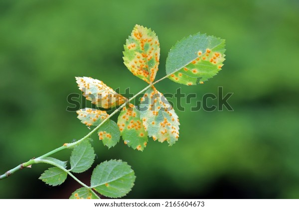 Rose rust, Phragmidium\
mucronatum, tuberculatum bulbosum. Pustules (urediospores,\
teliospores) formed on the lower leaf surface of an ornamental rose\
tree in summer.