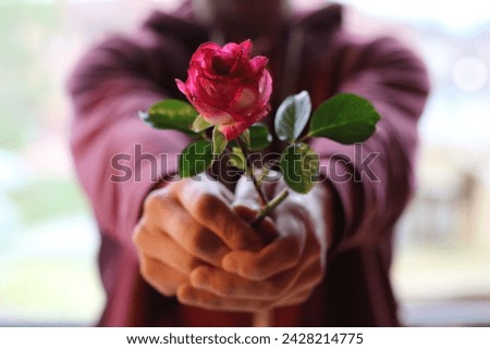 A rose for Sant Jordi held with two hands