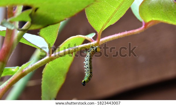 rose sawfly larvae on rose\
leaf