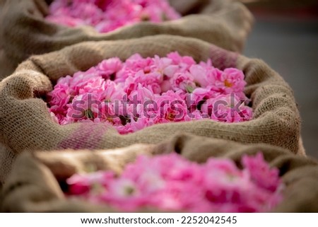 Rose season in the city of Taif in Saudi Arabia