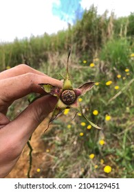 Rose Seeds Come From Rose Hips That Spawn From Dead Rose Blooms.