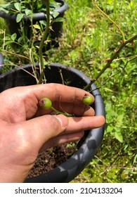 Rose Seeds Come From Rose Hips That Spawn From Dead Rose Blooms.