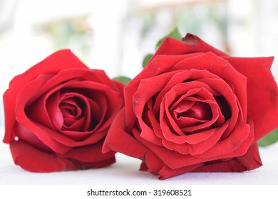 rose, selective focus