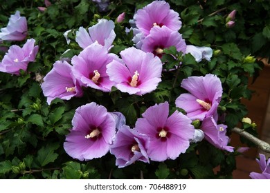 A Rose Of Sharon