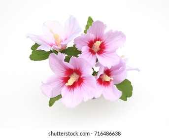 Rose Of Sharon