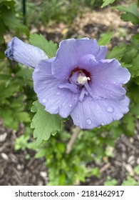 Rose Of Sharon Or Althea In Periwinkle Blue