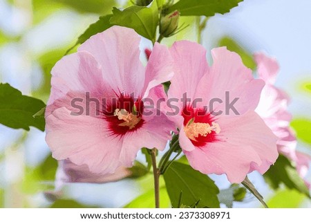 Rose of Sharon (but it is not a rose), rose mallow, shrub-althaea, Syrian hibiscus, Syrian ketmia, and St Joseph's rod. Violet, white flowers of Hibiscus syriacus