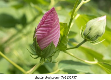 Rose Of Sharon Closeup