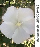 A Rose of Sharon Diana is blooming in radial symmetry.