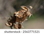 Rose Of Sharon empty seed pods - Latin name - Hibiscus syriacus