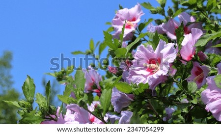 Rose of Sharon (Syrian ketmia) flowers with blue sky background closeup. Pink petaled Hibiscus syriacus flowering plant abloom in wide format shot.