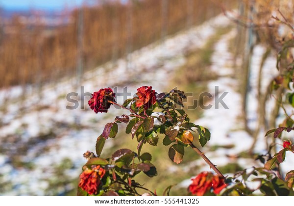 Rose Snow Heidelberg Rose Variety On Stock Photo Edit Now