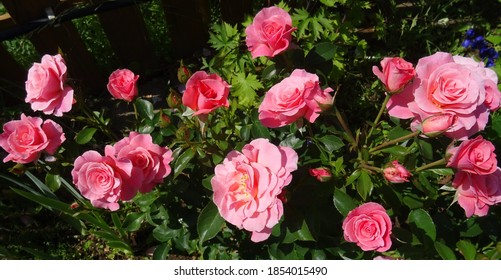 
Rose Sommersonne (W. Kordes & Sons Германия, 2008) In June 2020 Garden In The South Of The Moscow Region.					