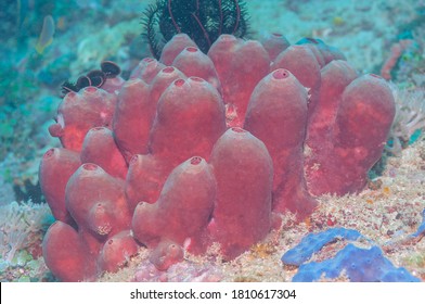 Rose Sponge (Porifera) Mindoro, Philippines