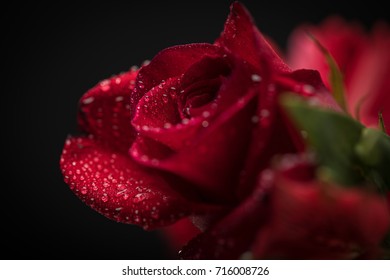 Rose Spritz. This Is A Rose By Any Other Name, With Some Water Drops On The Petals. 