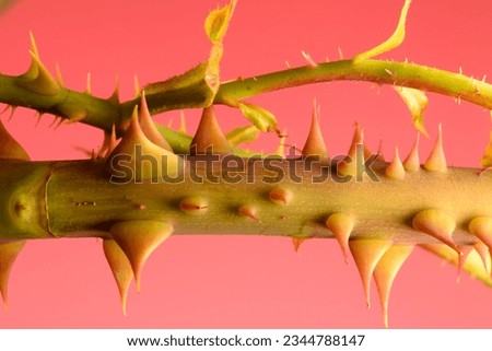 Rose stem, thorns close-up, abstract botanical texture.