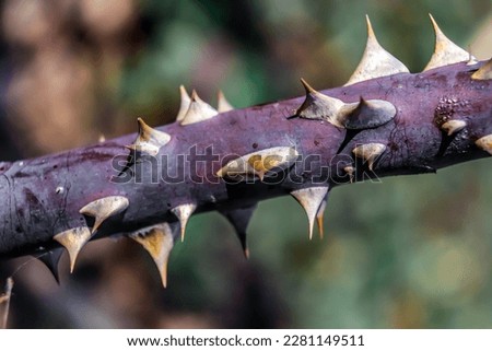 Rose stem with thorns in spring after winter in nature close-up