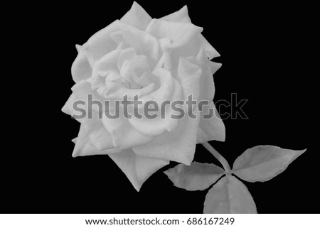 Rose are style black and white.