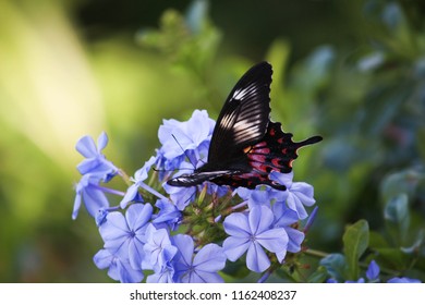 Rose Swallowtails Butterfly - Ella, Sri Lanka