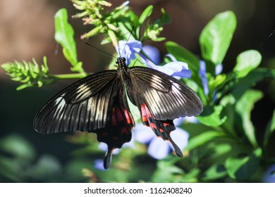 Rose Swallowtails Butterfly - Ella, Sri Lanka