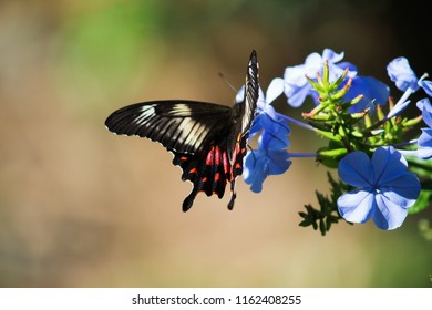 Rose Swallowtails Butterfly - Ella, Sri Lanka