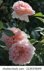 Rose Tea Clipper In My Garden