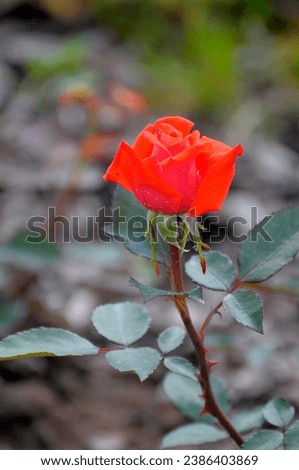 Rose: Tea hybrid, salt orange, Rebella Star, Hetzel 1963 rose garden in Oberderdingen