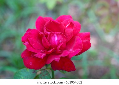 Rose of Thailand - Shutterstock ID 651954832