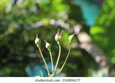 600 White Rose Oil Field Images, Stock Photos & Vectors 