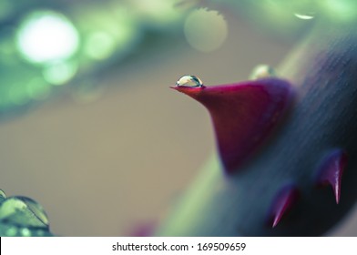 Rose Thorn With Drop Macro