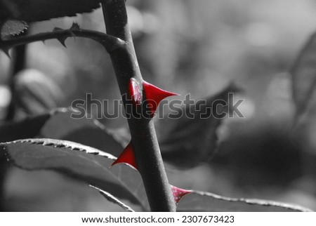 Rose thorn and leafs in bw with selective color
