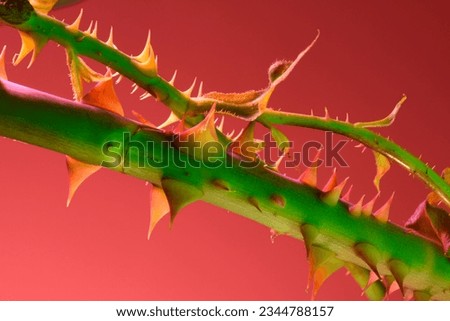 Rose thorn, thorn stem close-up, abstract bright colorful botanical background, pink colors.