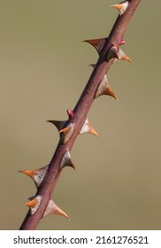rose thorn stem with thorns isolated from background