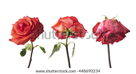 Rose at three stages of the life cycle from flowering to wilting 