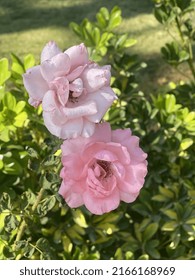 Rose Twin Flower With Green Background