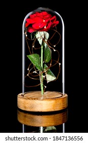 Rose Under A Glass Dome. Beauty And The Beast Style