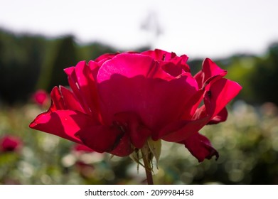 Rose Victor Hugo Meivestal Red Rose In The Park Garden Close Up View