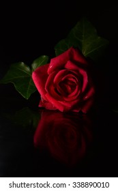 Red aesthetic dark rose Red Roses: