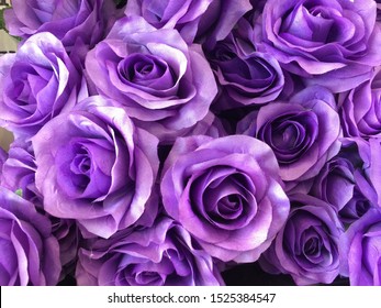 Rose. Violet Purple Rose Background. Selective Focus.