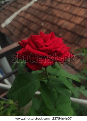 rose wallpapers. rose HD wallpapers. redrose.beautiful rose