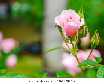 Rose Raining Images Stock Photos Vectors Shutterstock