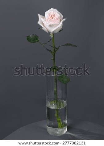 Rose White Ohara, Ecuador. One branch of white Roses White Ohara in a transparent vase.