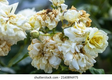 The rose is white with withgrained yellowed petals. Bush rose in a flower bed withering with undisturbed ugly flowers. Wilted and sun dried flowers on a rose bush