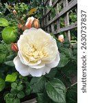 Rose william and Catherine David Austin rose