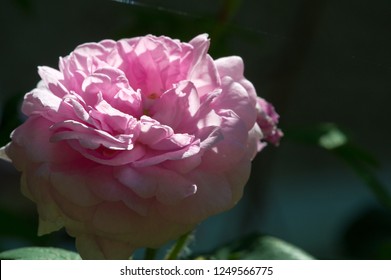 827 Winding rose Stock Photos, Images & Photography | Shutterstock