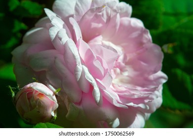 1,048 Winding rose Images, Stock Photos & Vectors | Shutterstock