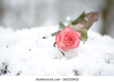 Rose in winter forest  in the snow